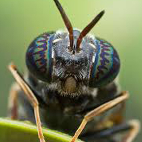 Processing of black soldier fly larvae to animal feed