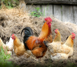 Approval of insects for poultry feed