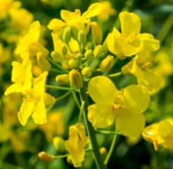 Production of vegetable protein from rapeseed by Reinartz presses