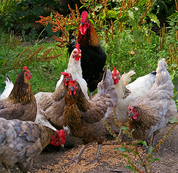 Insects as an alternative protein source for poultry feed as a project of Wageningen