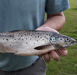 Use of insect meal and oil from the black soldier fly for Atlantic salmon