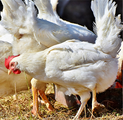 Beneficial effects of insects as feed supplement for poultry